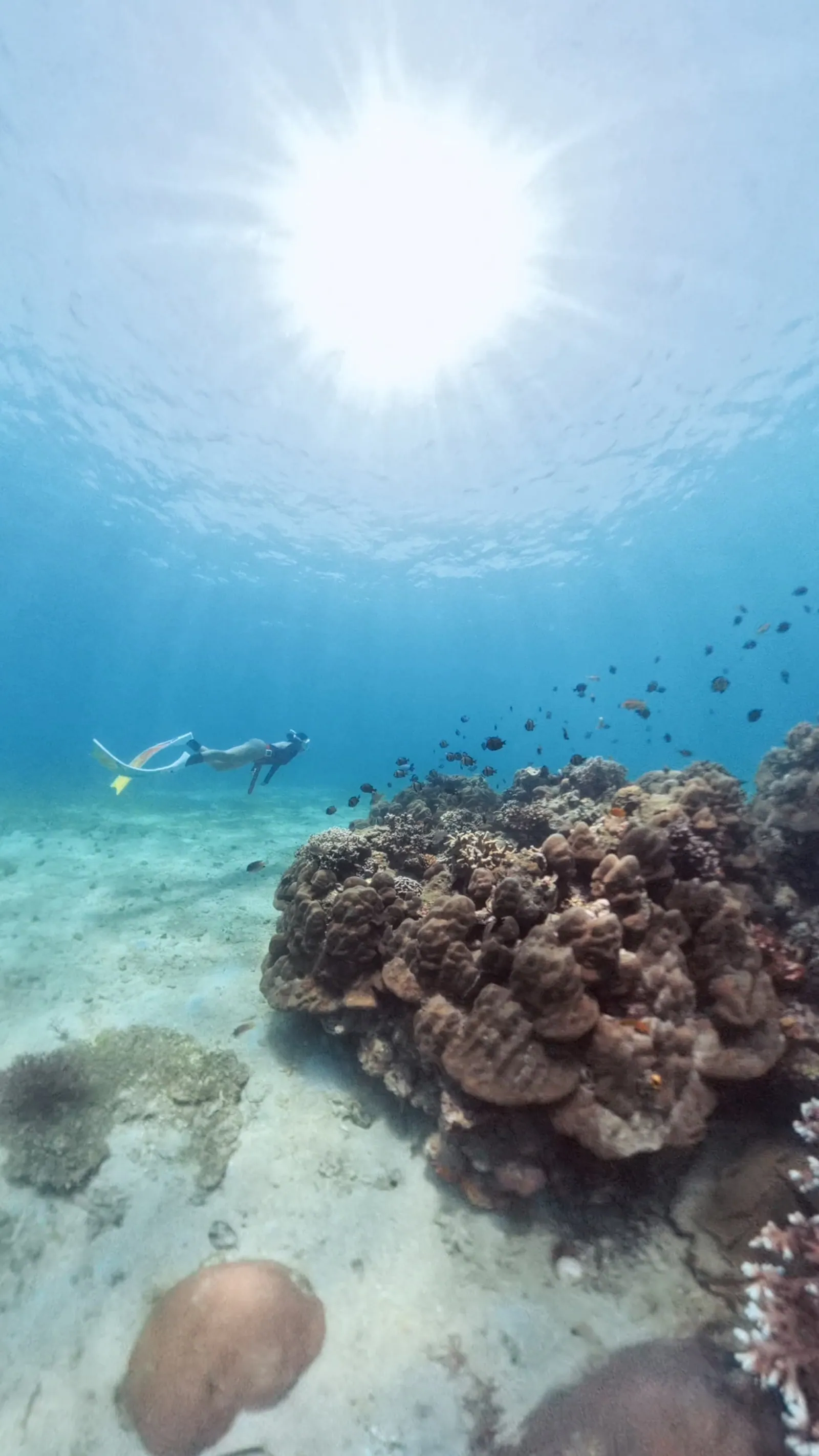 Corals